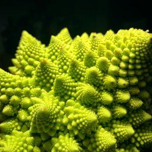 Romanesco broccoli (Brassica oleracea)  - one of many plants containing sulforaphane