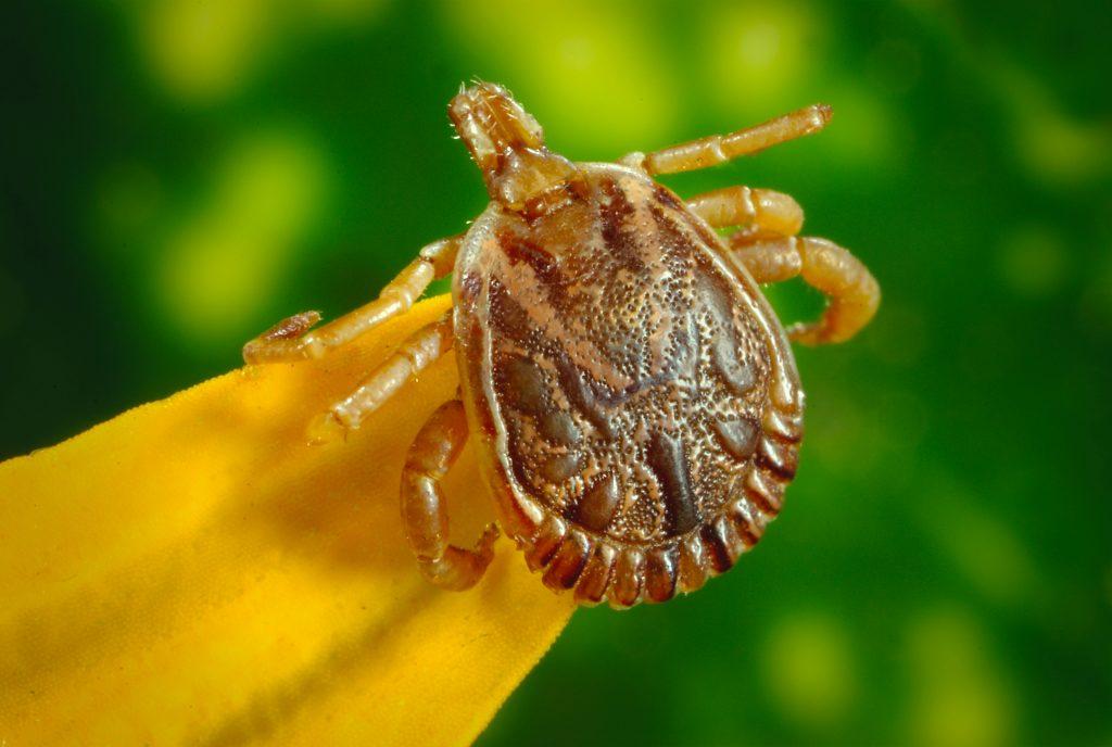 Brown tick. Tick bites can cause Lyme disease. New research suggests Cistus incanus and Scutellaria baicanelnsis can fight it.