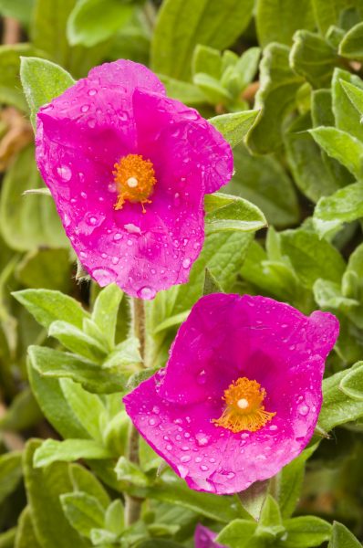 Cistus incanus (Rock rose) flower