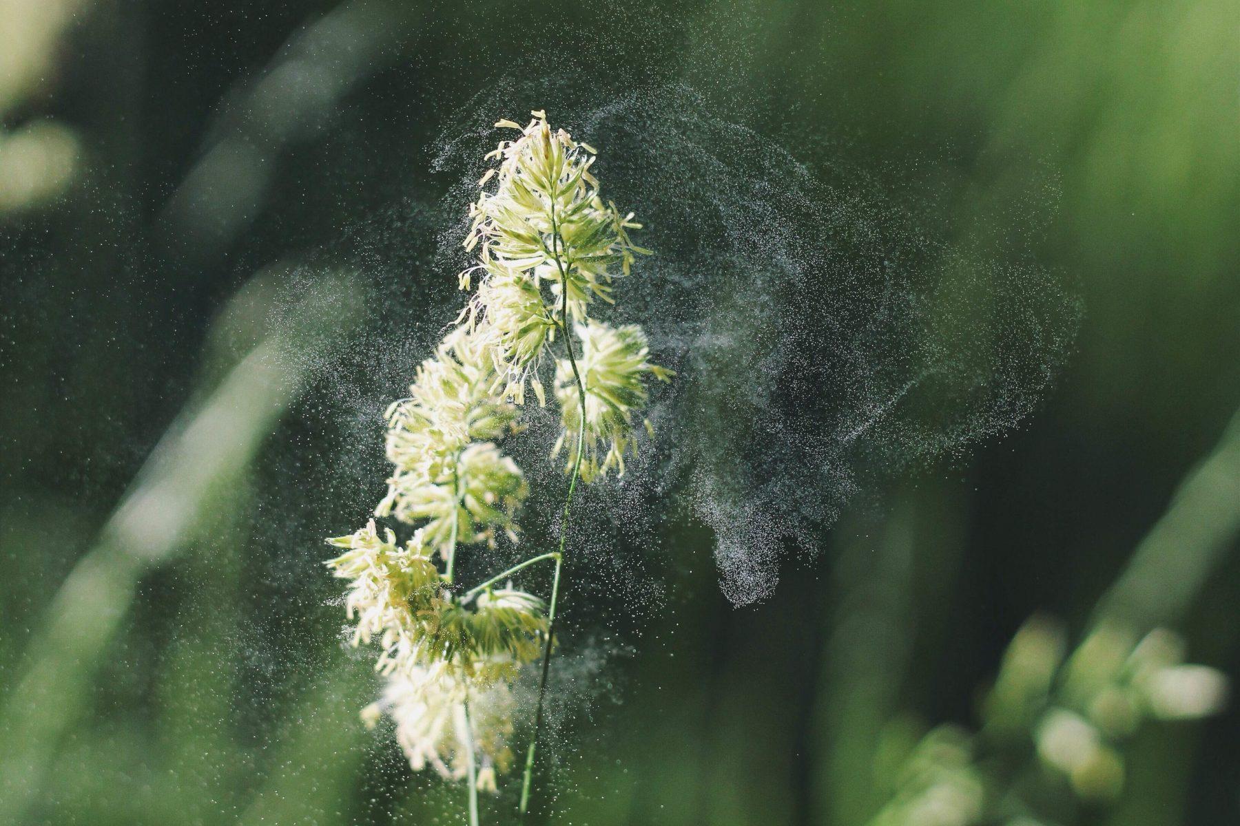 Quercetin can contribute to the relief of seasonal allergy symptoms.