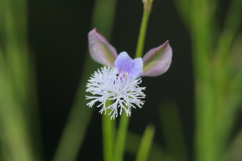 Polygala tenuifolia